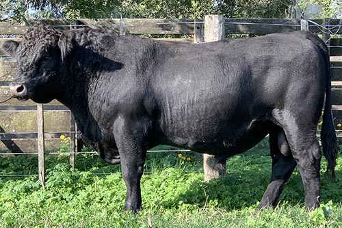 Toros