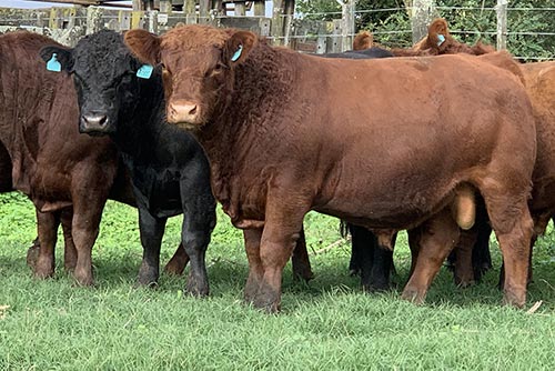 Toros