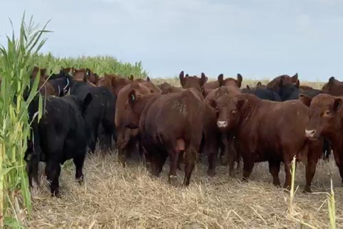 Toros