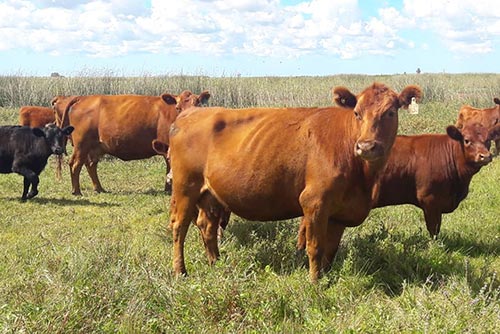 Vacas con Cría