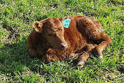 Vacas con Cría