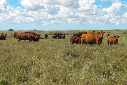 Vacas con Cría