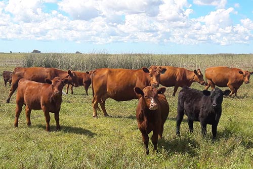 Vacas con Cría