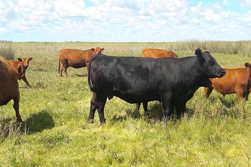 Vacas con Cría