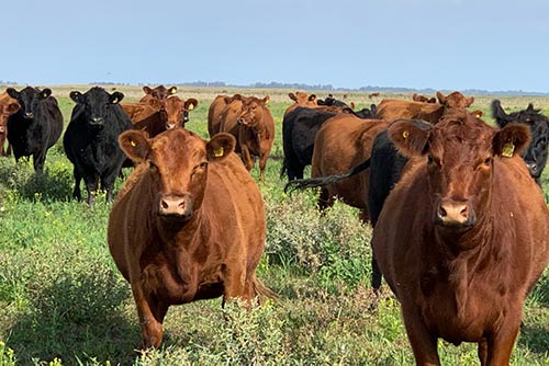 Vacas con Cría