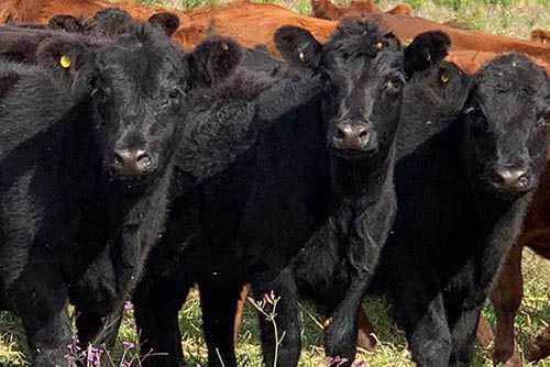 Vacas con Cría
