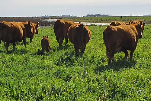 Vacas con Cría