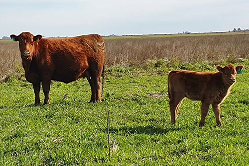 Vacas con Cría