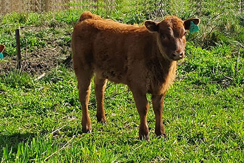 Vacas con Cría
