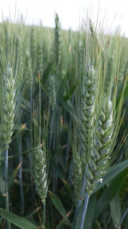 Espigas de trigo Primavera 2020