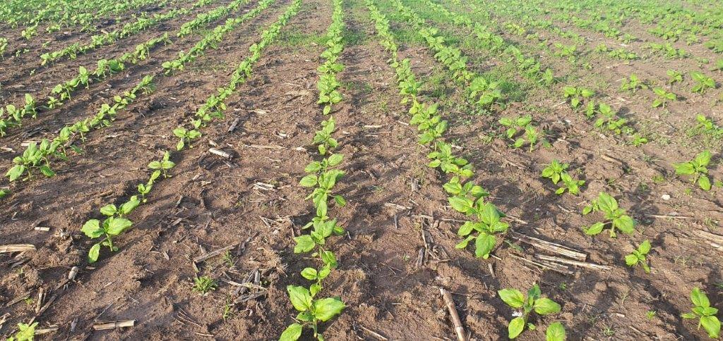 Girasoles nacidos Primavera 2020